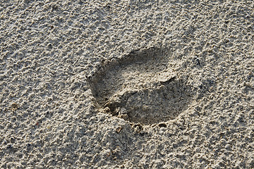 Image showing Sheep's footprint