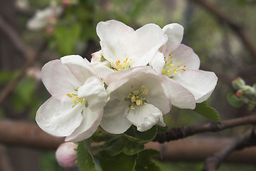 Image showing Flowering apple-tree