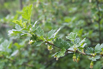 Image showing Gooseberry twig in spring