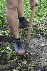 Image showing Loosing the soil