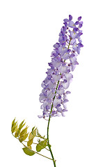 Image showing Wisteria flowers