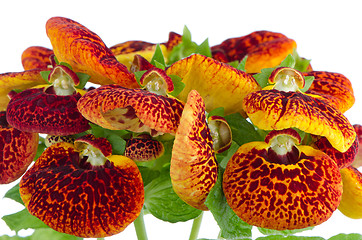 Image showing Closeup of yellow and red calceolarua flowers