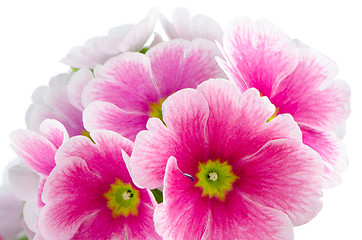 Image showing Closeup of pink primrose flowers