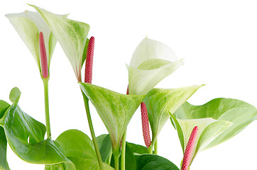 Image showing Closeup of anthedesia anthurium