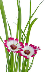 Image showing Beautiful pink flowers and green grass