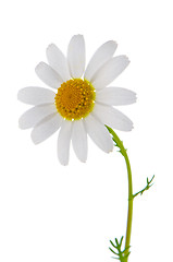 Image showing Daisy flower