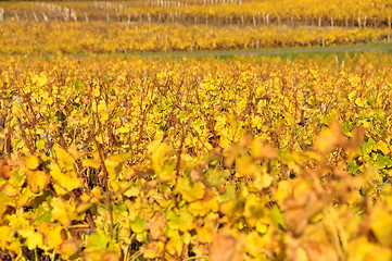 Image showing wineyard of sauternes