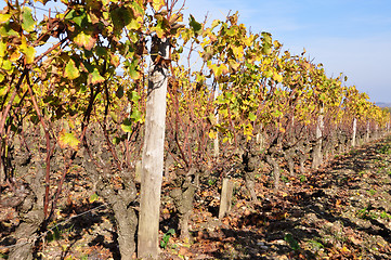 Image showing wineyard of sauternes