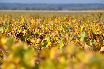 Image showing wineyard of sauternes