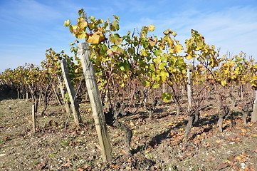 Image showing wineyard of sauternes