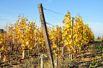 Image showing wineyard of sauternes