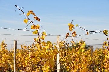 Image showing wineyard of sauternes