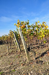 Image showing wineyard of sauternes