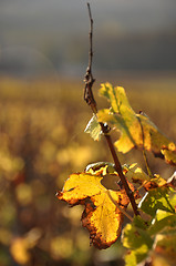 Image showing wineyard of sauternes