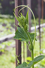 Image showing Cucumber sprout