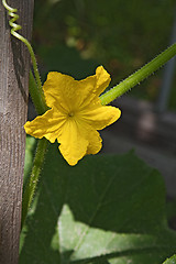 Image showing Cucumber flower