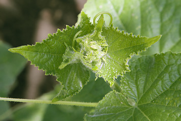 Image showing Cucumber sprout