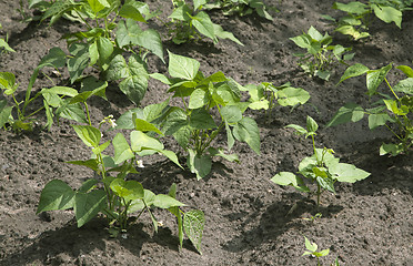 Image showing Sprouts of kidney beans