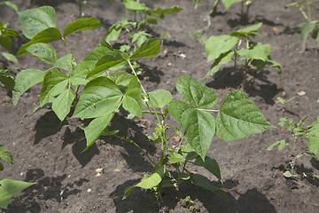 Image showing Sprouts of kidney beans