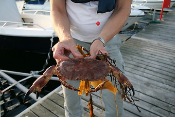 Image showing Big crab