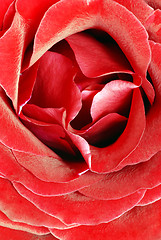 Image showing Red rose petals