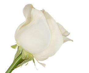 Image showing White rose