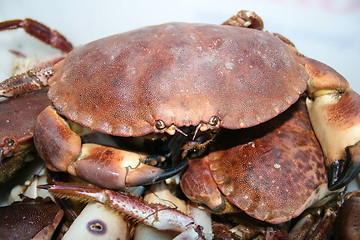 Image showing Crab