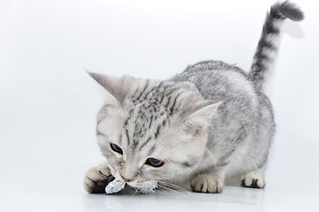 Image showing silver tabby Scottish kitten  playing