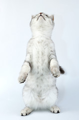 Image showing cute silver tabby Scottish cat standing on hind feet