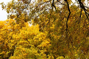 Image showing Autumn Trees