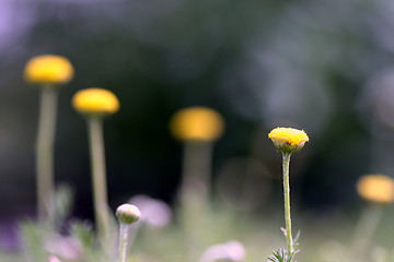 Image showing chamomile