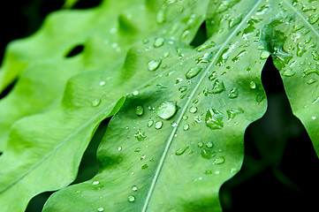 Image showing Melting snow drops on green plant leafs