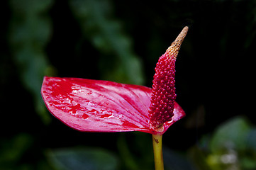 Image showing Zoomed flower with one opened wet leaf