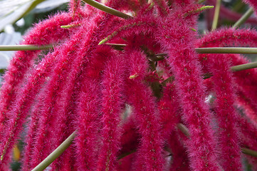 Image showing Zoomed flower with many hairy red stems