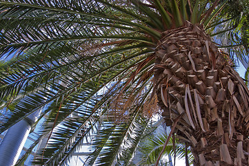 Image showing Palm leafs are branched and illuminated