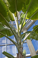 Image showing Usual palm leafs branched and illuminated