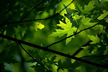 Image showing Leaves