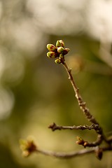 Image showing Buds