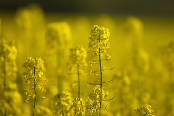 Image showing Rapeseed