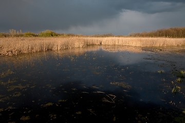 Image showing Swamp