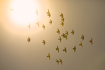 Image showing Birds