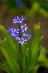 Image showing Flower