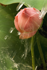 Image showing Lotus flower