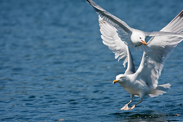 Image showing gulls