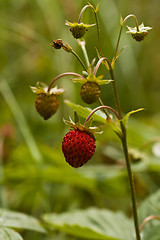 Image showing wild strawberry