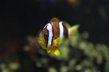 Image showing clown fish 