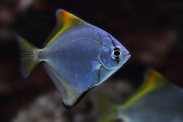 Image showing exotic sea fish