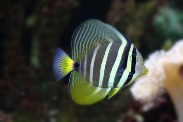 Image showing exotic sea fish