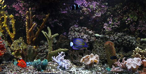 Image showing  aquarium