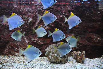 Image showing exotic sea fishes